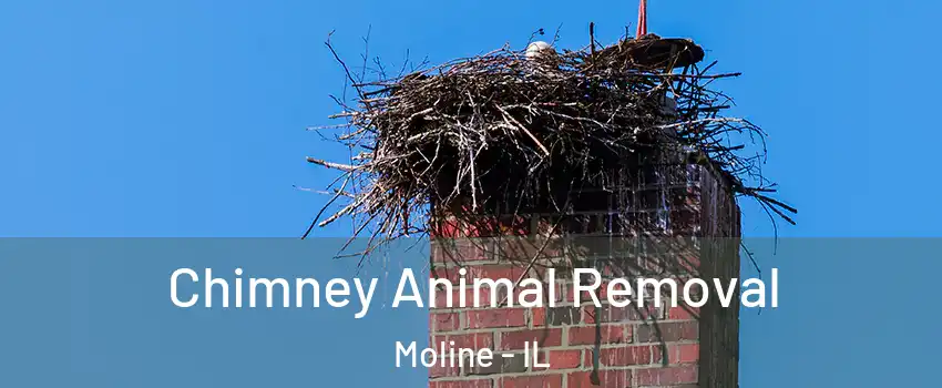 Chimney Animal Removal Moline - IL