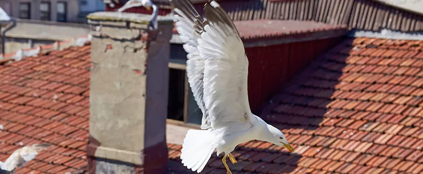 Residential Chimney Animal Removal Solution in Moline, IL