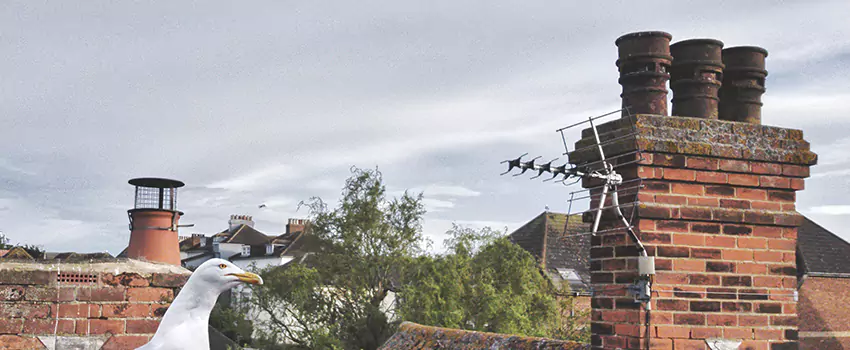 Chimney Cleaning And Restoration in Moline, Illinois